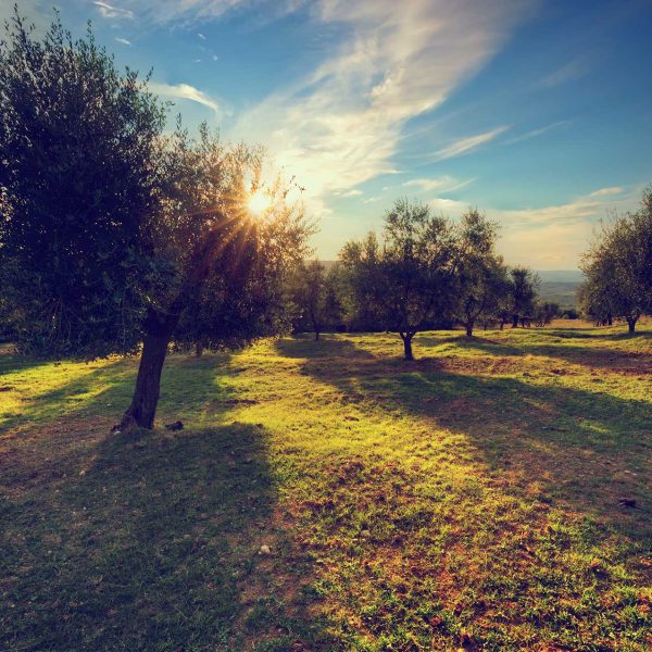 oliar-umbria