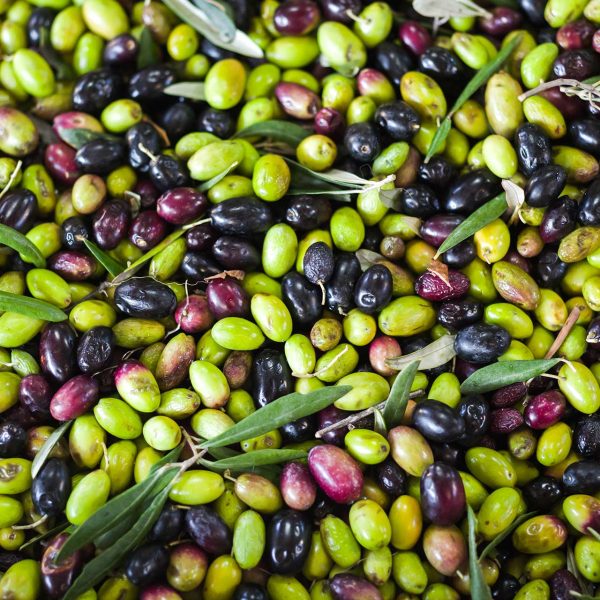 olio-polifenoli